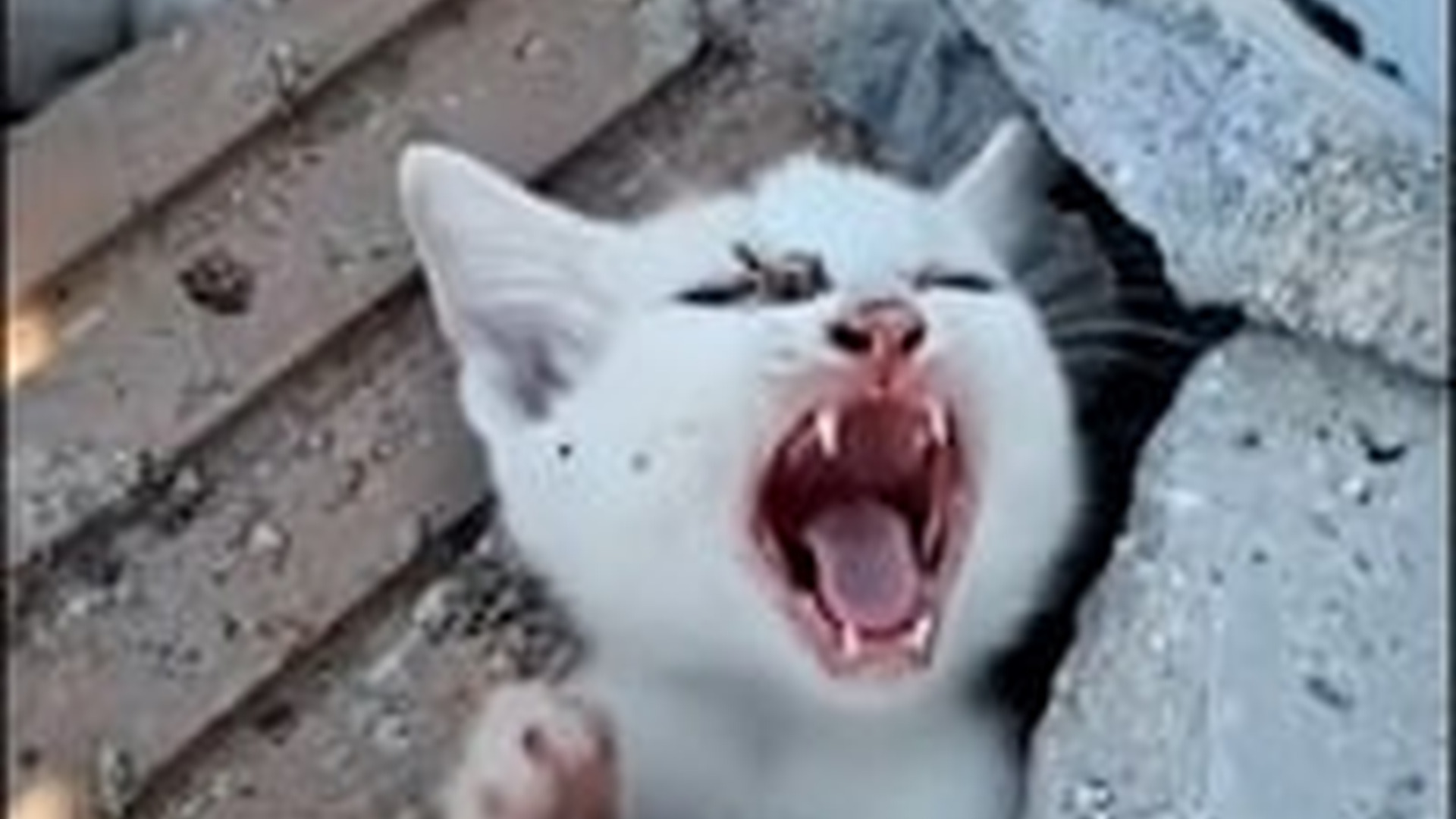 N0603087_A Helpless Kitten Trapped Under Heavy Rocks Crying for Rescue