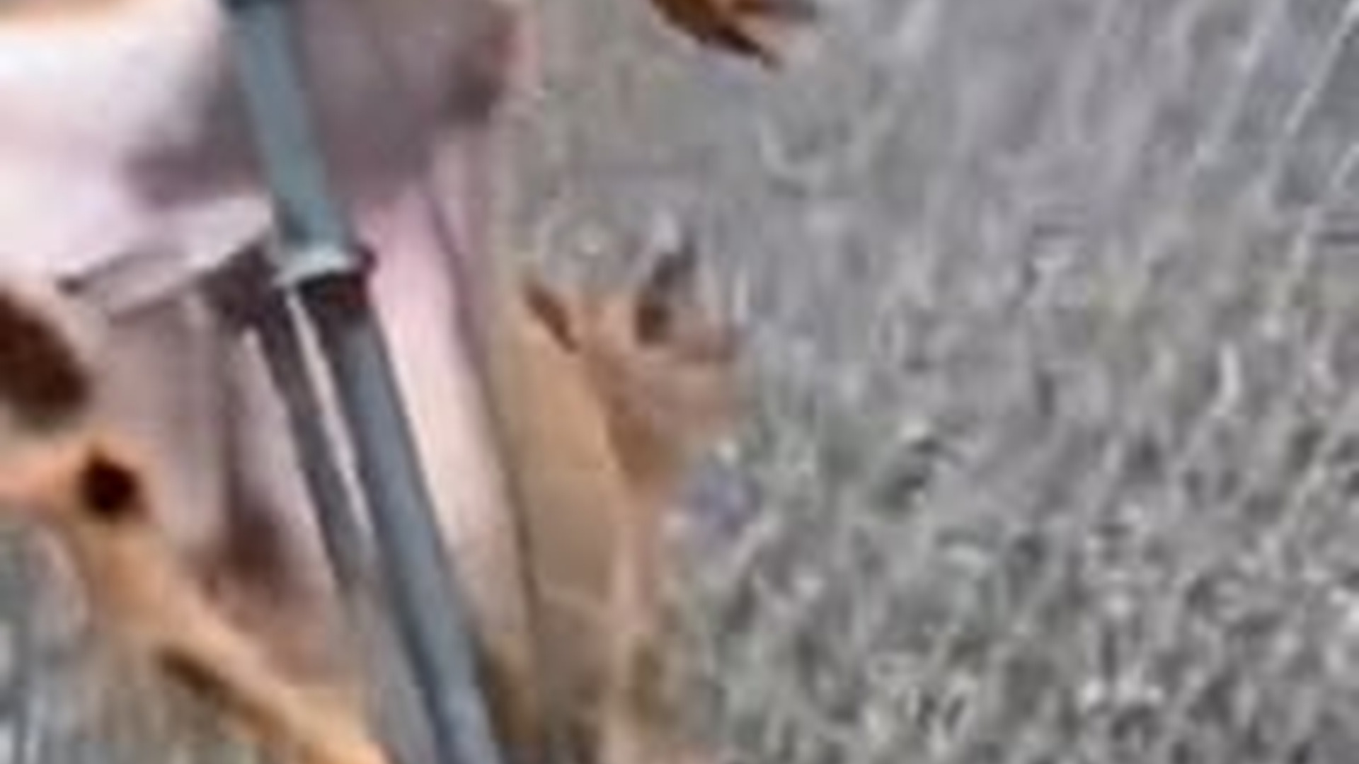 N0603093_A Man Saved a Frightened Deer and an Unexpected Friendship Began