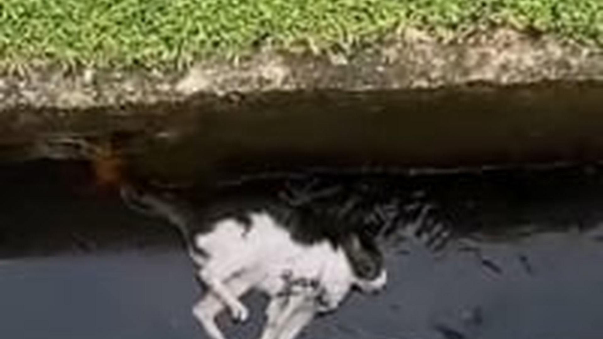 N0603081_A Curious Little Cat Suddenly Appeared and Stole Everyone’s Heart