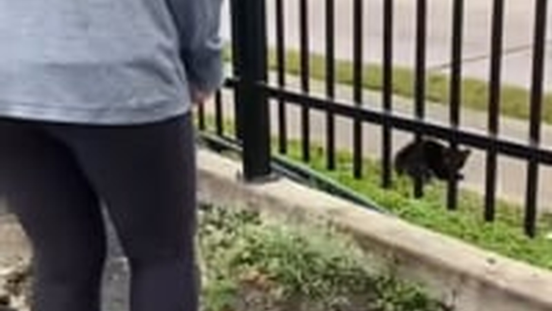 N0603089_A Stray Cat Saved from Suffering and Given a New Chance at Life