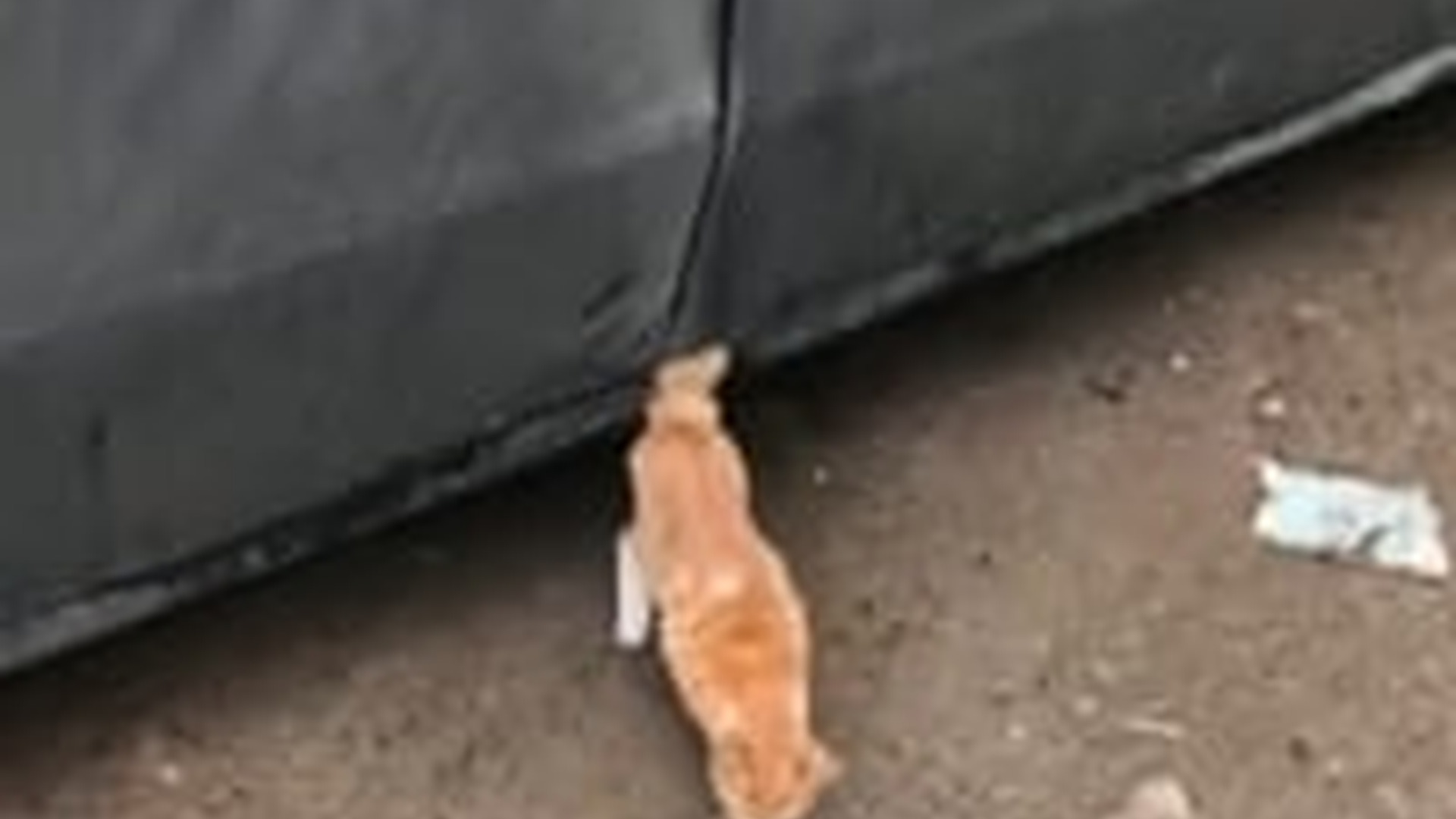 N0603091_A Poor Cat Rescued After Suffering Alone for Too Long