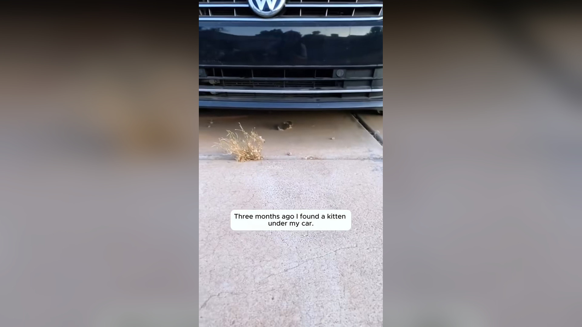 3 month ago I found a kitten and saved it #animals #catsoftiktok #res...