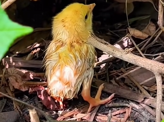 H1104009_Poor chick #chick #babychicks #chicksoftiktok #ani