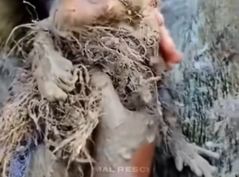 H1104035_Poor baby monkey #monkey #babymonkey #monkeysoftik