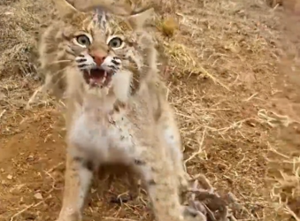 H1104038_Woman rescues trapped boncat then