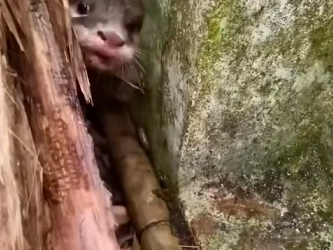 H1104040_Baby otter #otter #babyotter #ottersoftiktok #anim