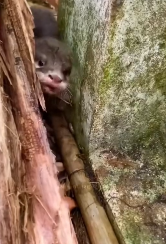 H1104040_Baby otter #otter #babyotter #ottersoftiktok #anim