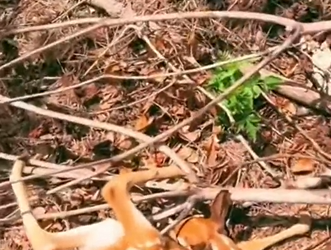 H1104047_man adopts baby deer lost its mother