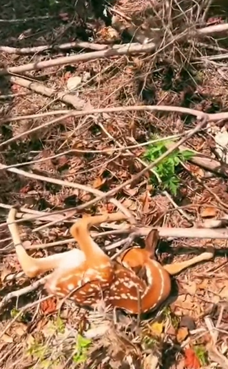 H1104047_man adopts baby deer lost its mother