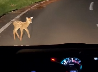 H1104046_Poor baby deer #deer #babydeer #deertiktok #animal (1)