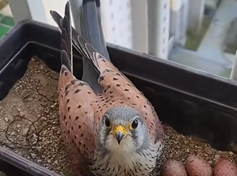 H1104042_man to help mother kestrel her babies #kes