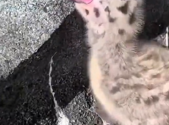 H1104059_family found lost baby seagull in their yar