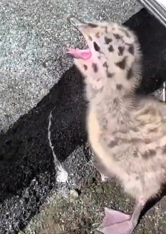 H1104059_family found lost baby seagull in their yar