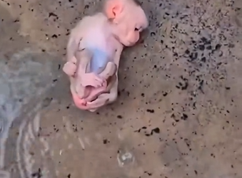 H1104057_Baby cute monkey #monkey #babymonkey #monkeysoftik