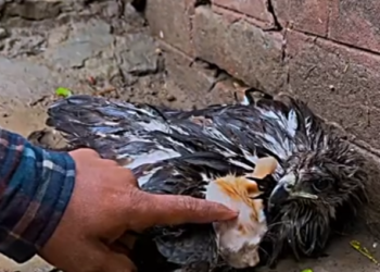 H1104045_Falcon didn let me touch kitten #cat #catso