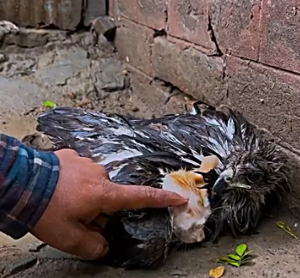 H1104045_Falcon didn let me touch kitten #cat #catso