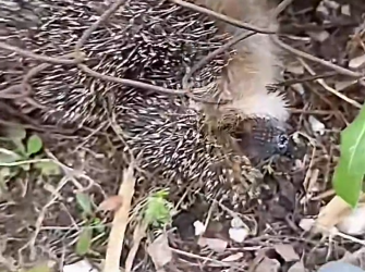 H1104011_Poor hedgehog #hedgehog #babyhedgehog #hedgehogsof