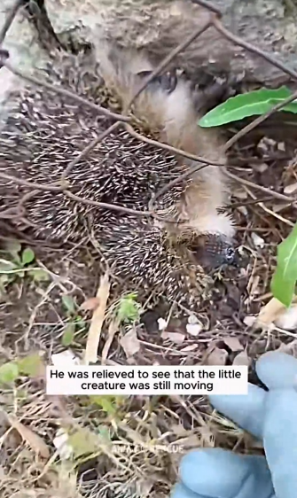 H1104011_Poor hedgehog #hedgehog #babyhedgehog #hedgehogsof