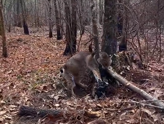 H1104014_#bobcat #babybobcat #bobcatsoftiktok #cat #catsoft