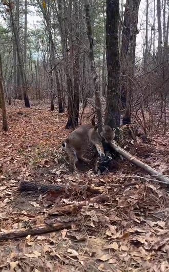 H1104014_#bobcat #babybobcat #bobcatsoftiktok #cat #catsoft