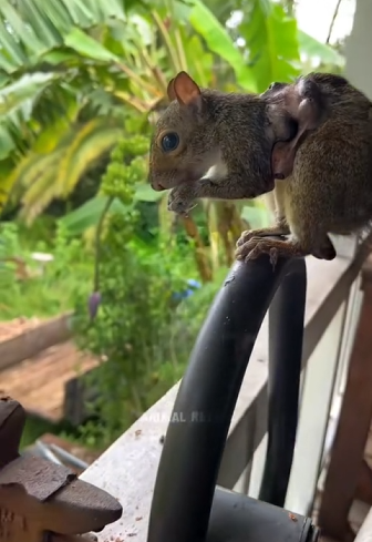 H1104020_#squirrel #babysquirrel #squirrelsoftiktok #animal