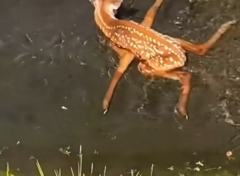 H1104024_#deer #babydeer #deertiktok #animal #animalsoftikt