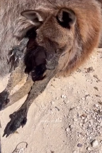 H1104025_Rescue baby kangaroo #kangaroo #babykangaroo #anim