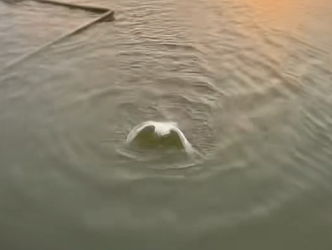 H1104031_Baby cute dove #dove #bird #babybird #birdsoftikto