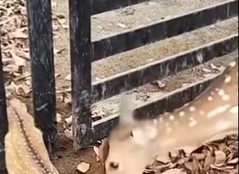 H1104032_Cute baby deer #deer #babydeer #deertiktok #animal (1)