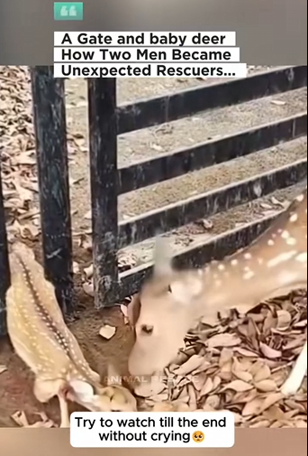 H1104032_Cute baby deer #deer #babydeer #deertiktok #animal (1)