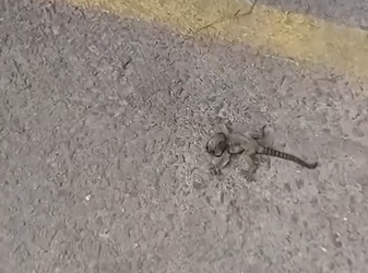 H1104033_Baby cute marmoset #marmoset #monkey #babymonkey