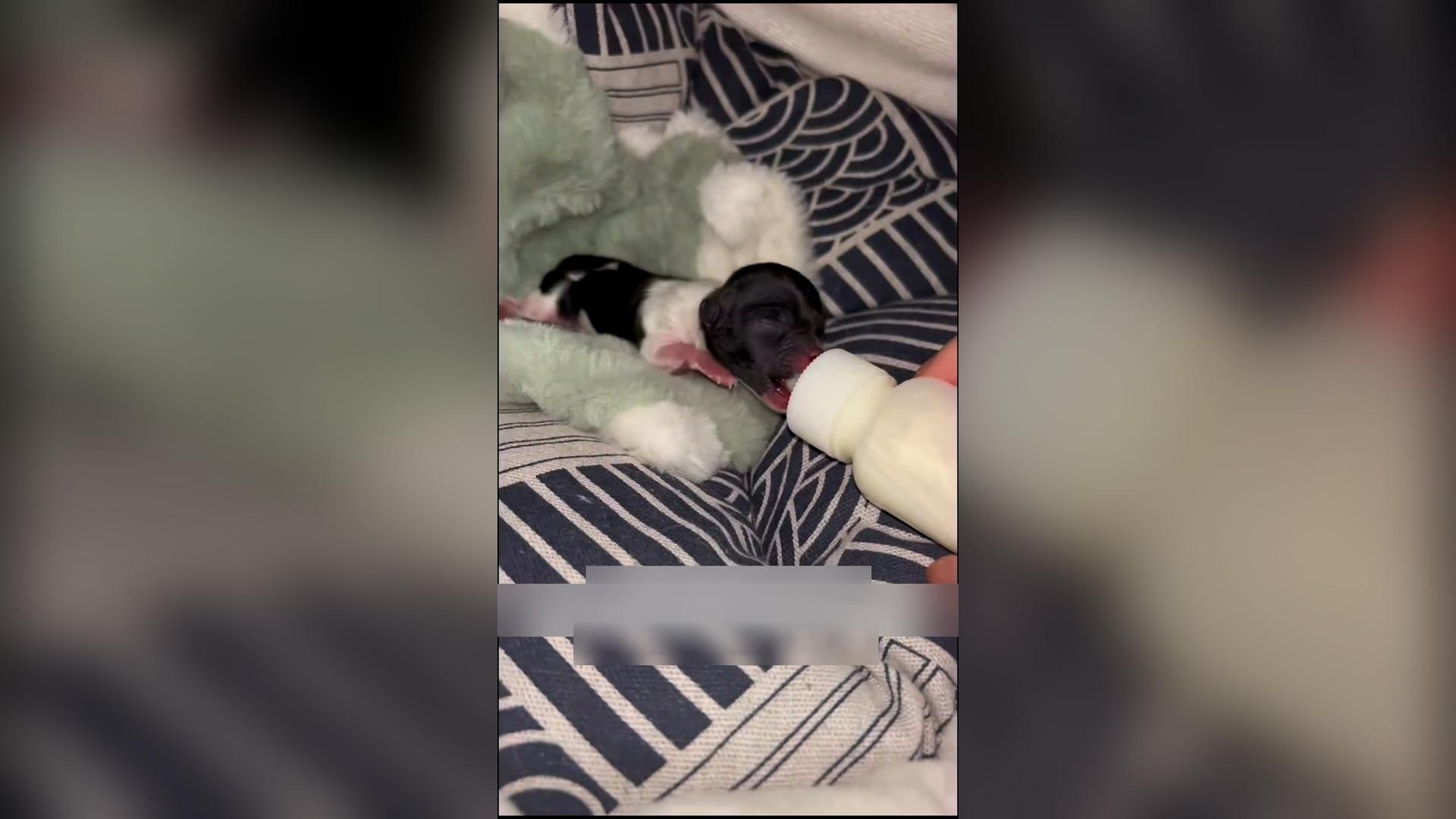 Đ0606002_I encountered a puppy that was still in its embryonic sac and I’m gla..._blurred_part2