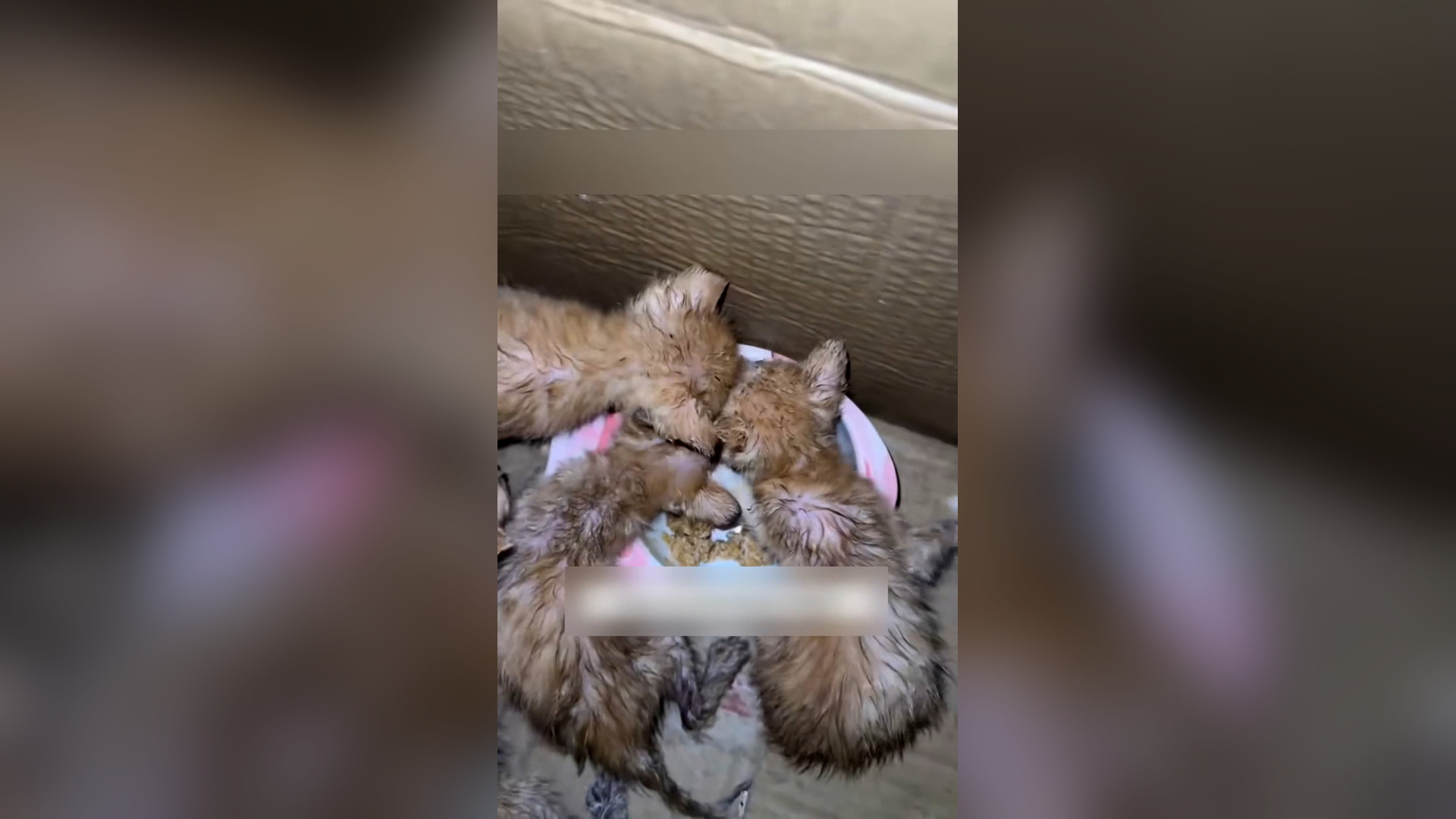 Đ0606003_I encountered four little orange kittens.#rescue #rescueanimals #fyp ..._blurred_part2