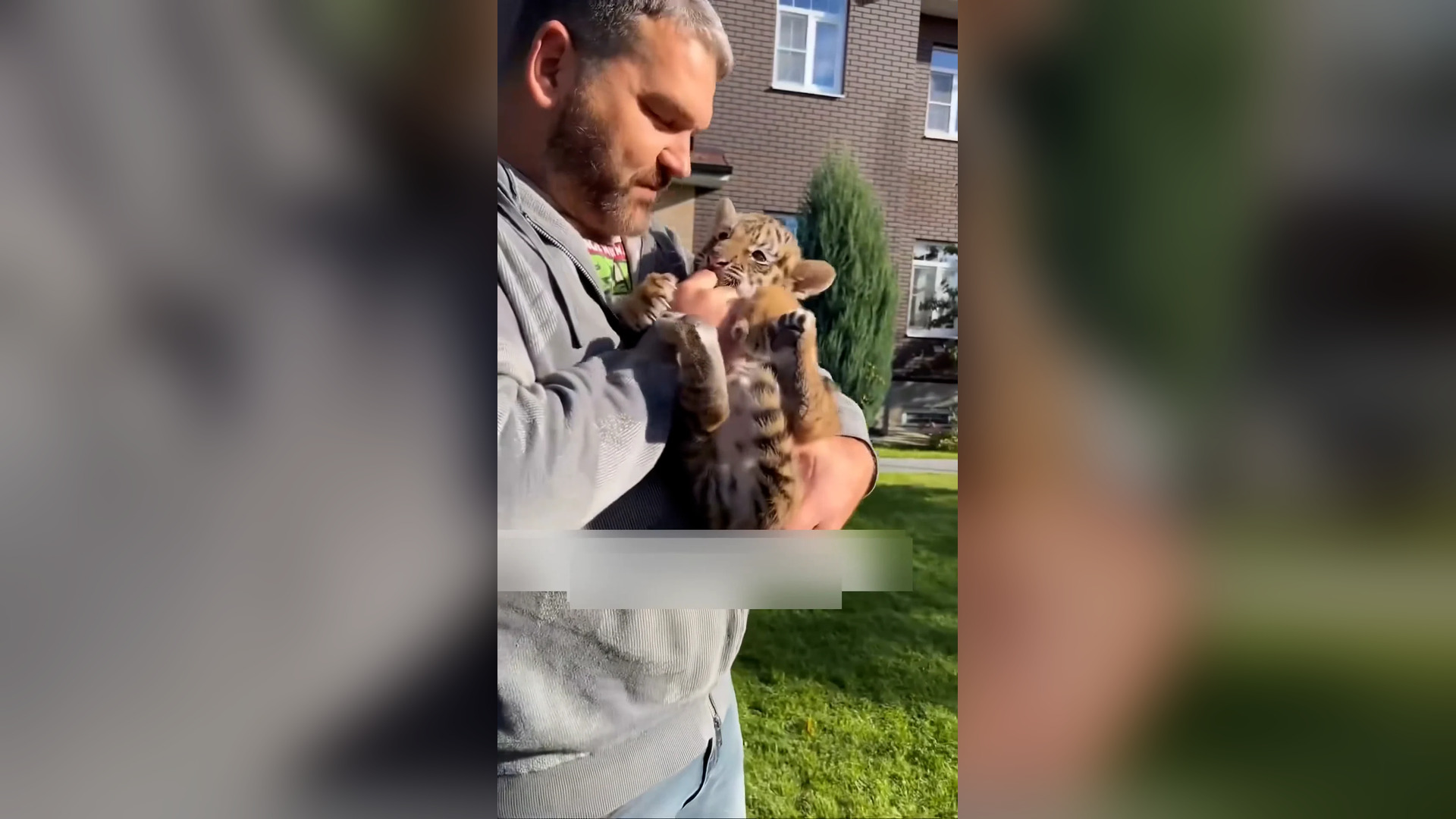 Đ0606002_An orphaned tiger cub found a new home, and then #animalshorts #short..._blurred_part2
