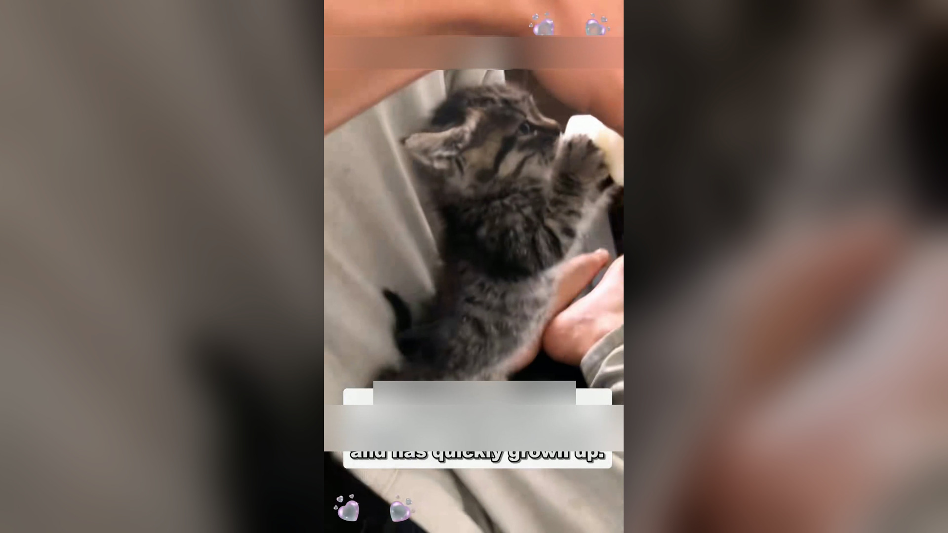 Đ0606001_Dad arrived before death,don’t be afraid #animal #animals #rescue #sa..._blurred_part2