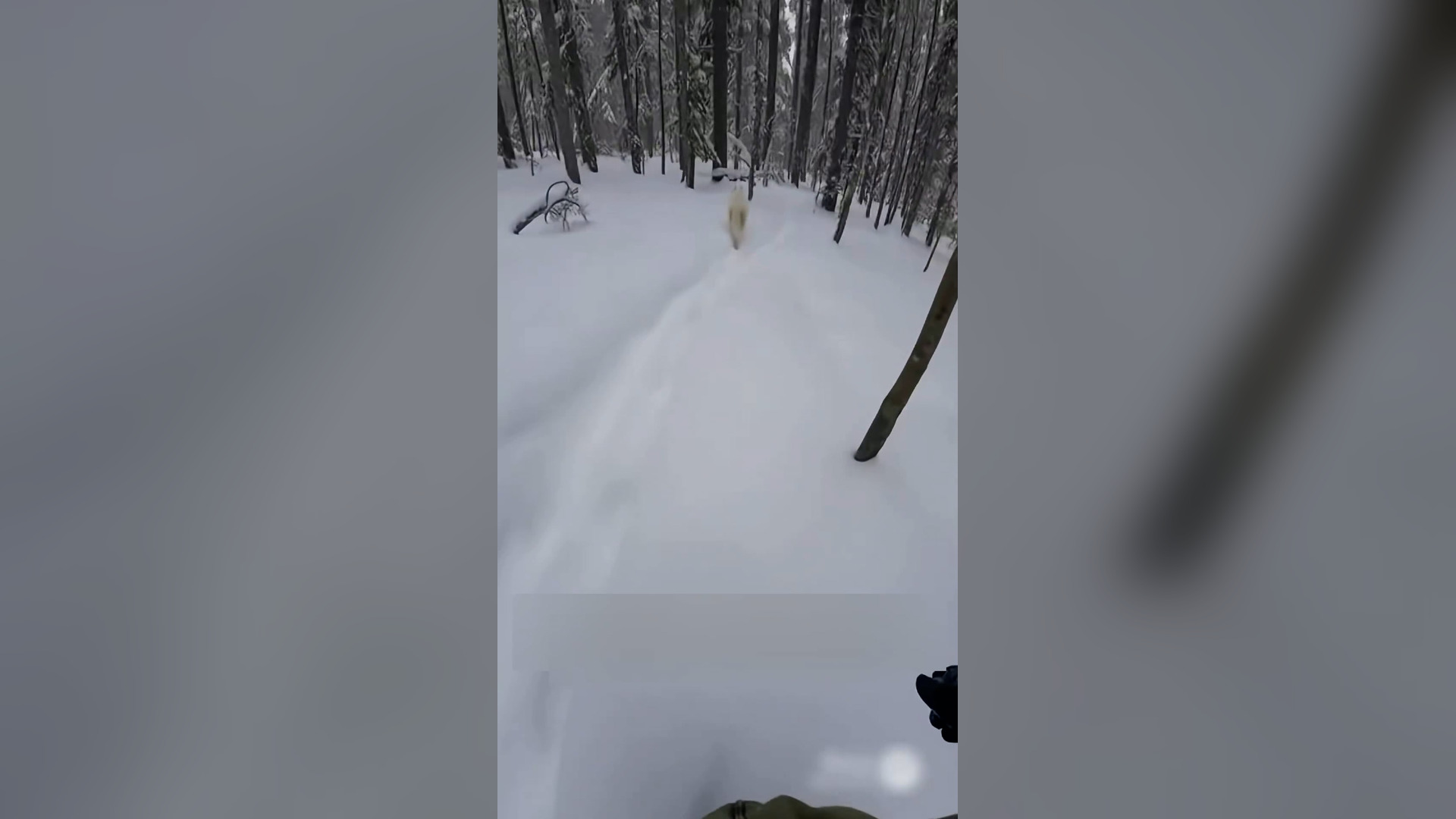 Đ0706001_I Helped a Wolf, Rescue His Pups, See What Happens Next #wolf #rescue..._blurred_part2