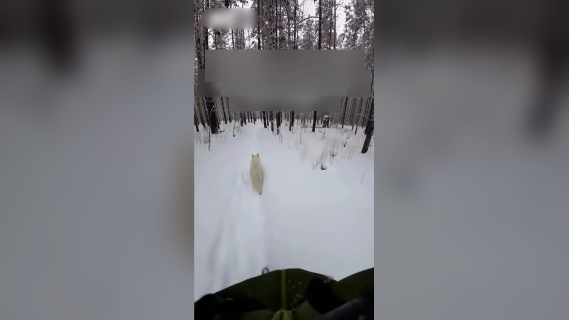 Đ0606003_I Helped a Baby Wolf, Save Her Mom, and Then This Happened #wolf #res..._blurred_part2