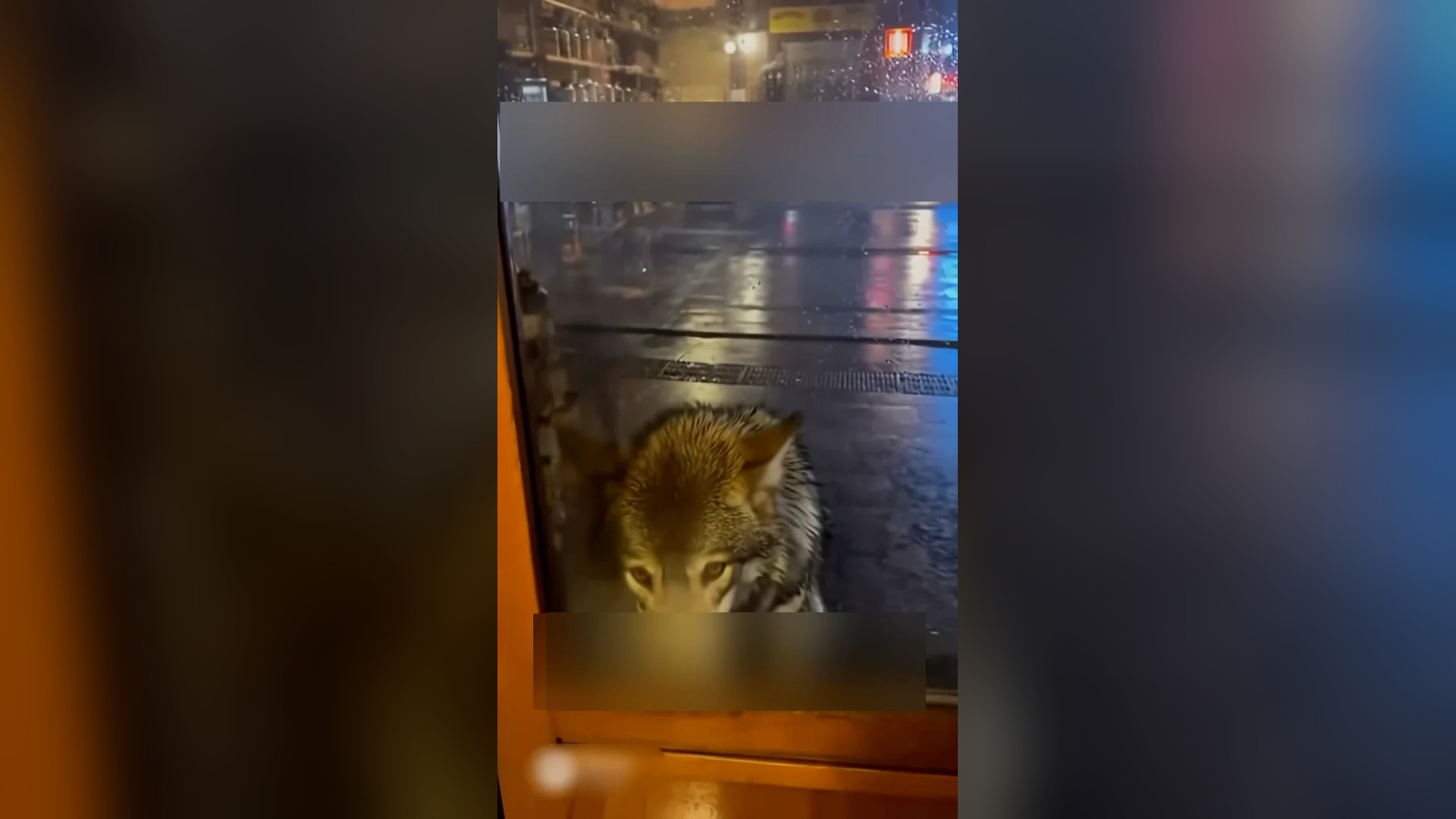 Đ0606002_I Helped a Wolf and Saved her Babies #wolf #rescue #wholesome #puppy _blurred_part2