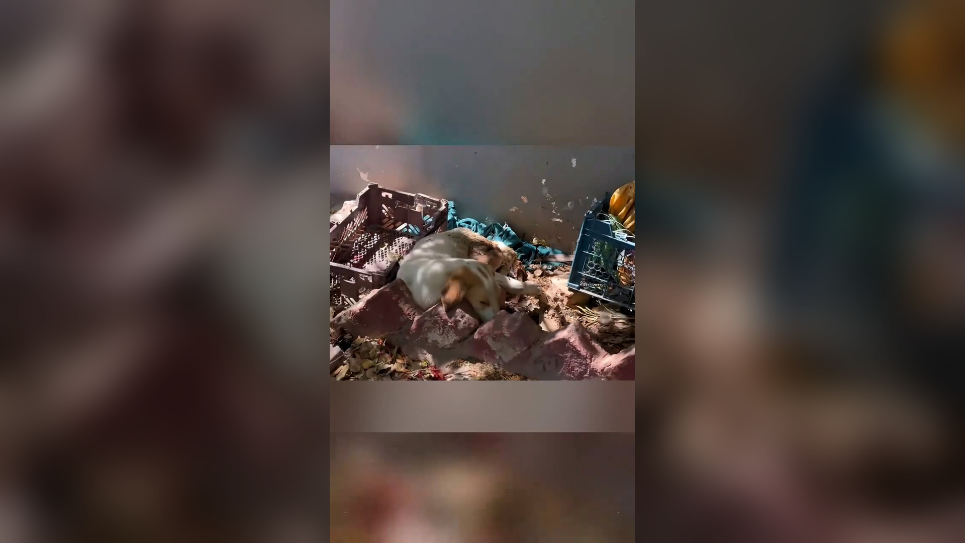 Đ0606003_I found a deformed dog with a bone dangling inside his body. I rescue..._blurred_part2