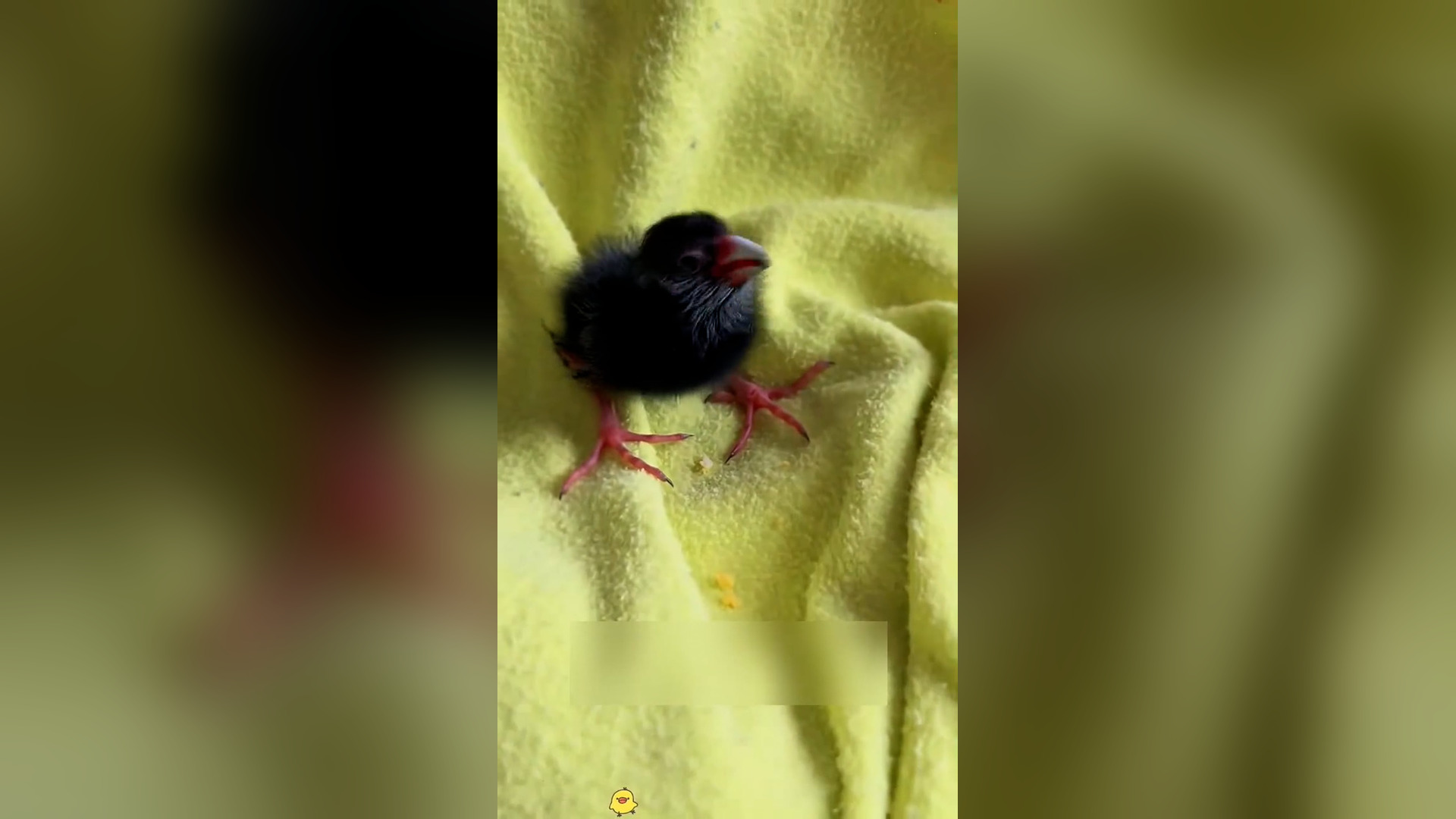 Đ0606001_I found a chick abandoned by the river, and then...❤️#chick #rescue #..._blurred_part2