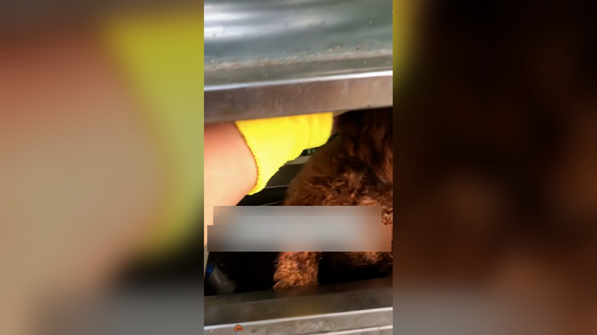 Đ0706001_I found a dog abandoned in a trash can,I rescued him, and then...❤️#d..._blurred_part2