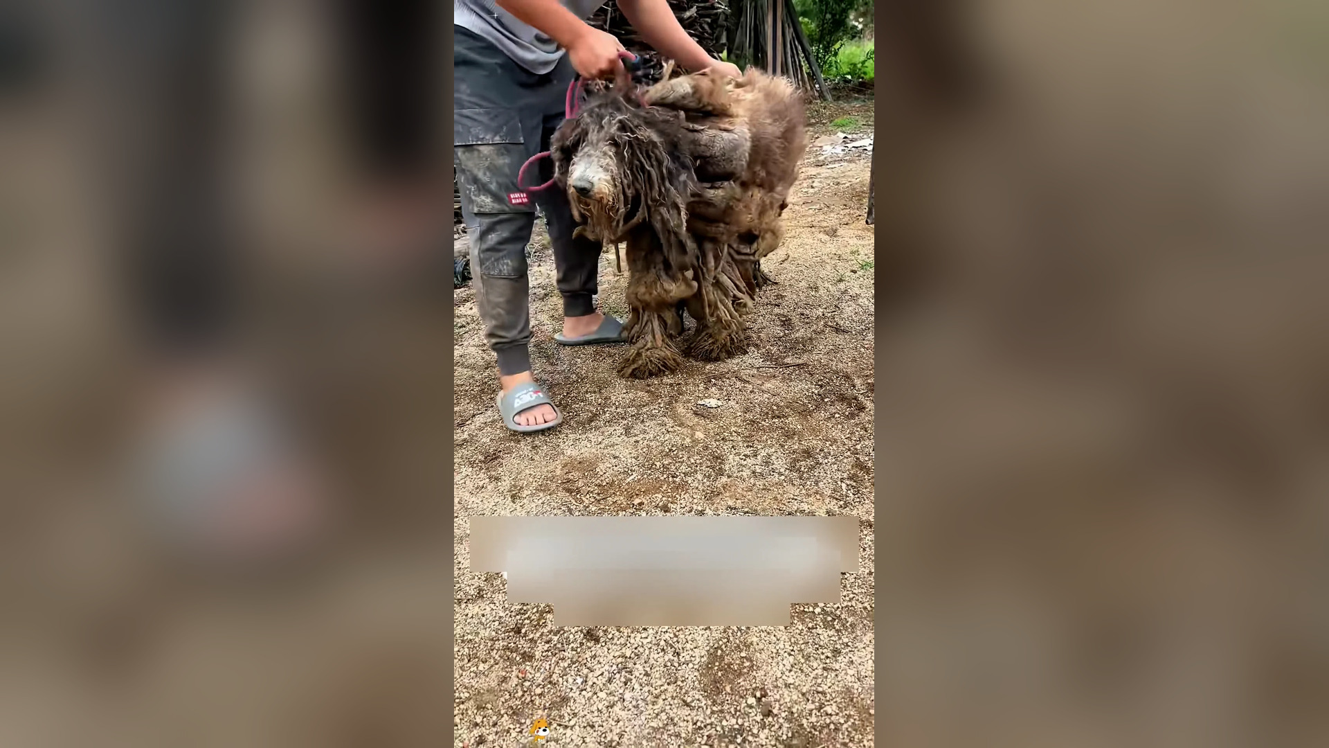 Đ0706003_I found a dog that had been trained in a cage of years, and then…#res..._blurred_part2
