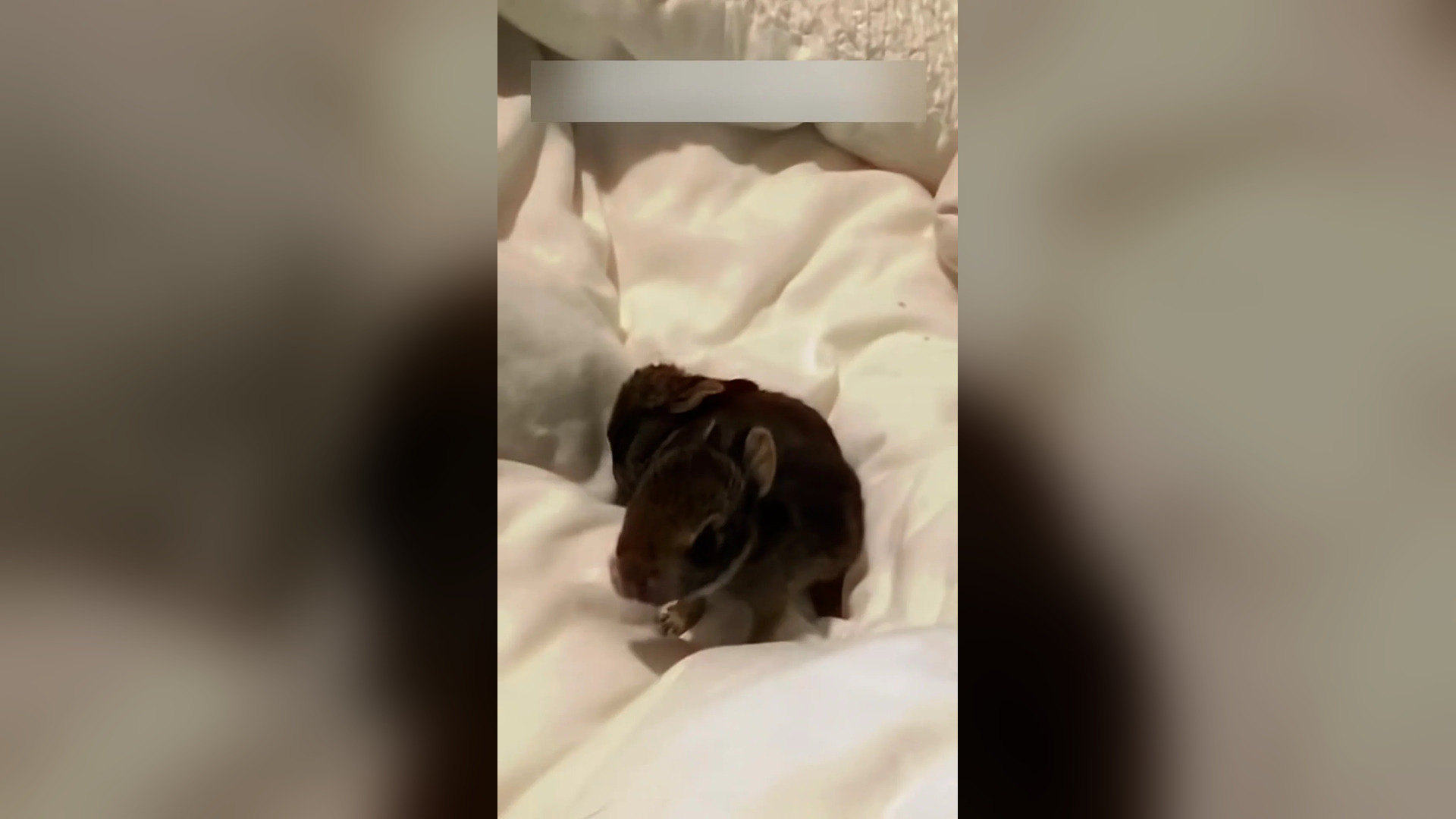 Đ0806001_I dound a little of baby in my backyard #animal #animals #rescue #sav..._blurred_part2
