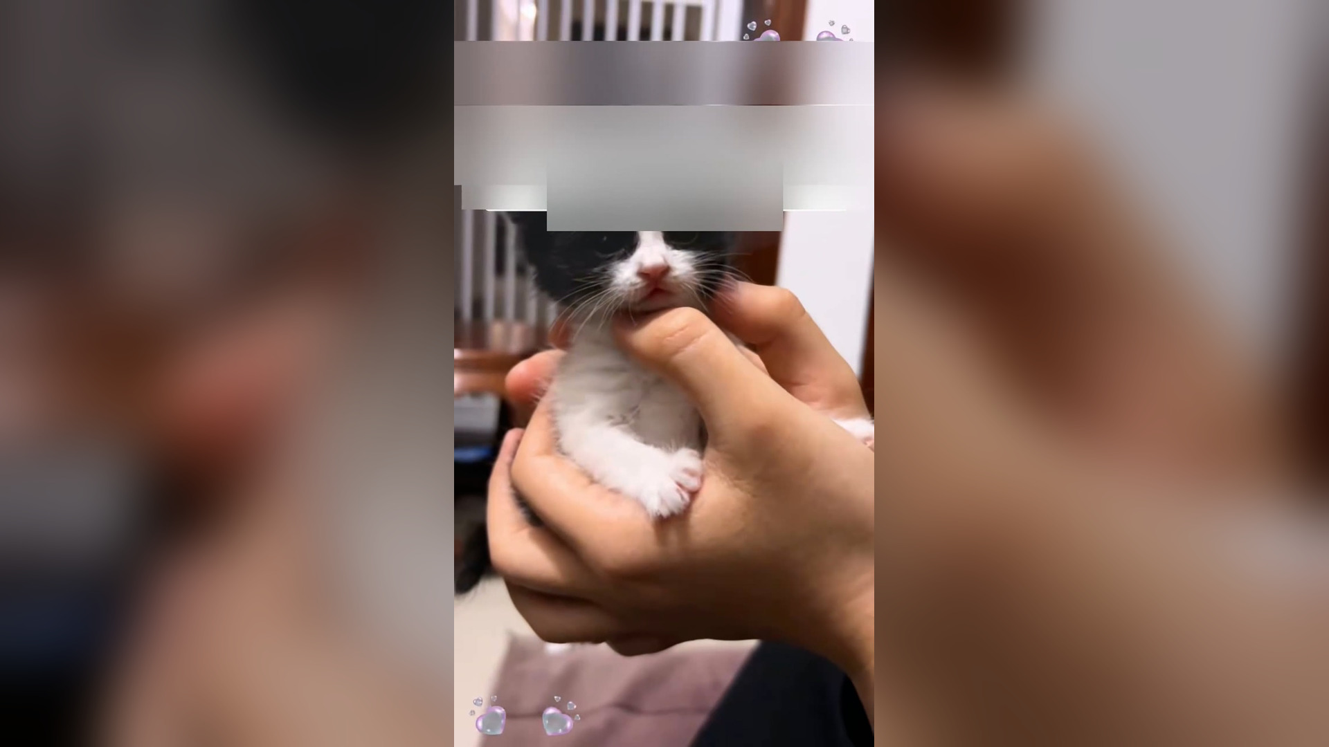 Đ0806003_I found a cow-patterned kitten by the roadside,took it home, then…#an..._blurred_part2