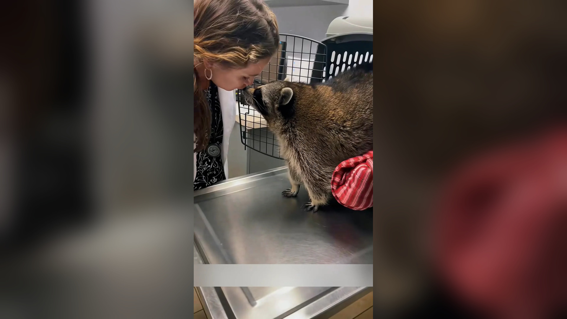 Đ0806002_I found a drowning raccoon in the wild #animal #animals #rescue #help..._blurred_part2