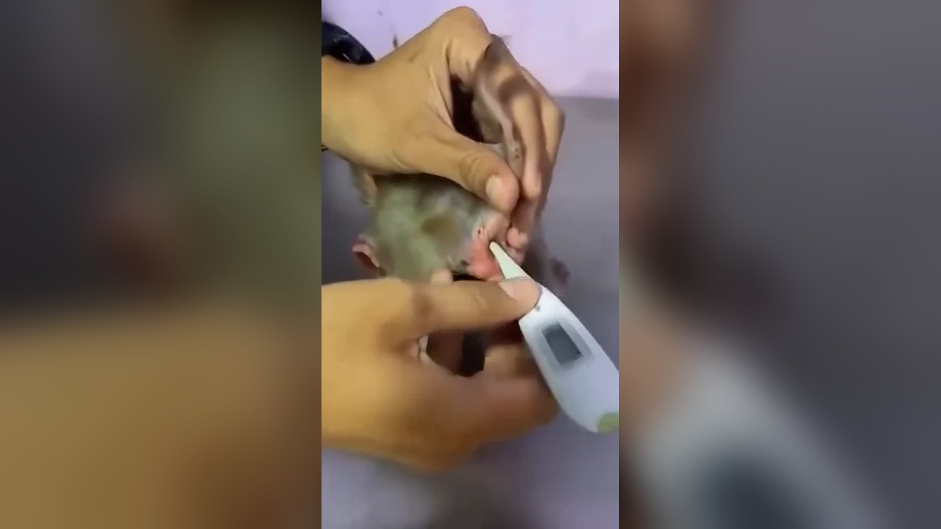 Đ0606001_"Injured Rabbit Gets a Second Chance #animals #resgateanimal #animalrescue #rescue #viral"_blurred_part2