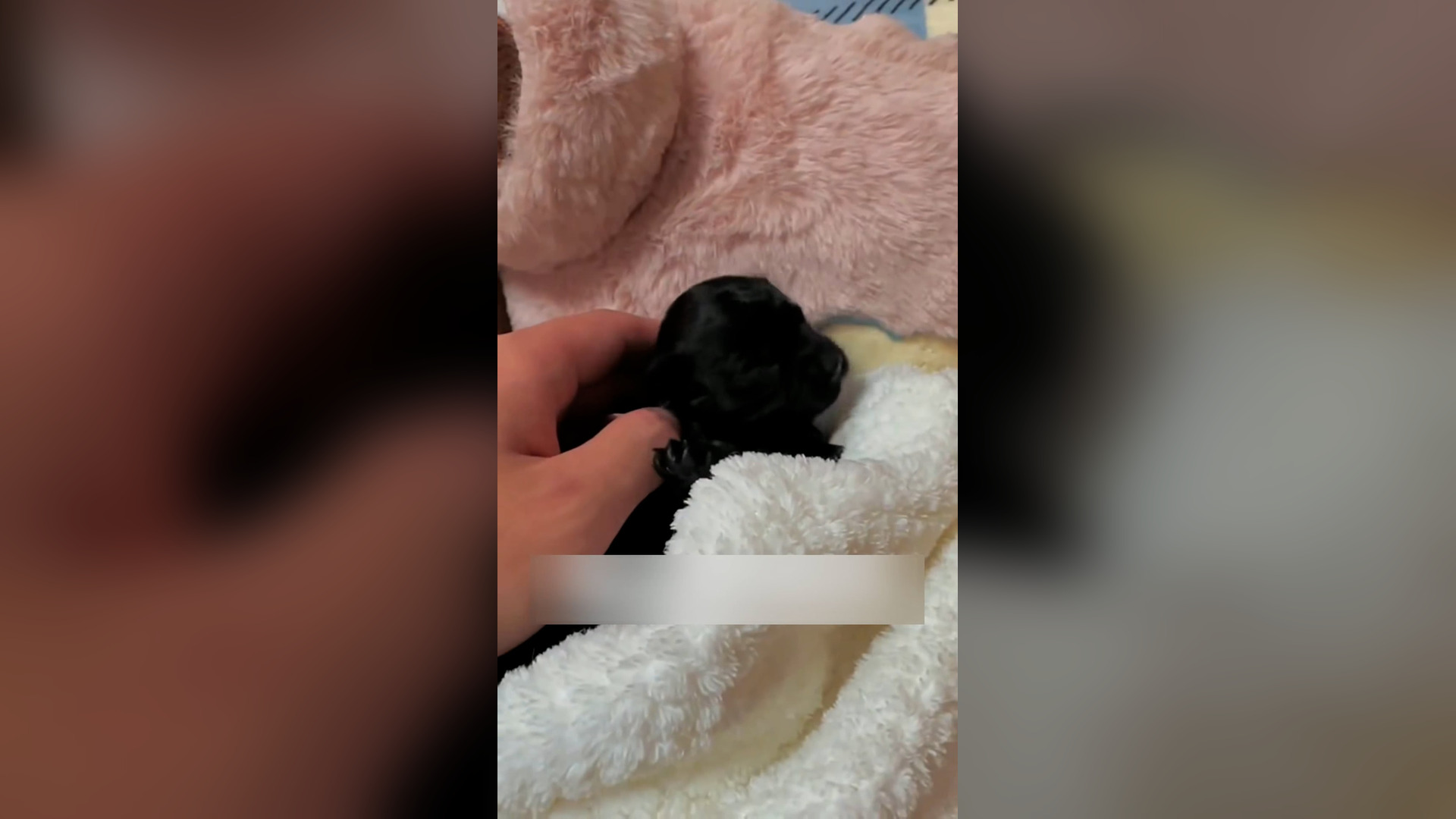 Đ0806003_I found a newborn puppy in the trash and have been raising it,watchin..._blurred_part2