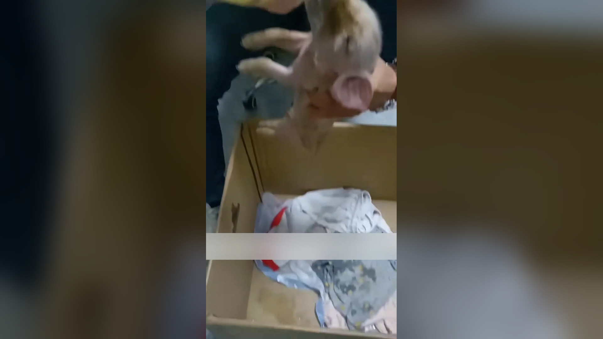 Đ0806002_I found a newborn piglet on the road.#rescueanimals #pig #usa #rescued _blurred_part2
