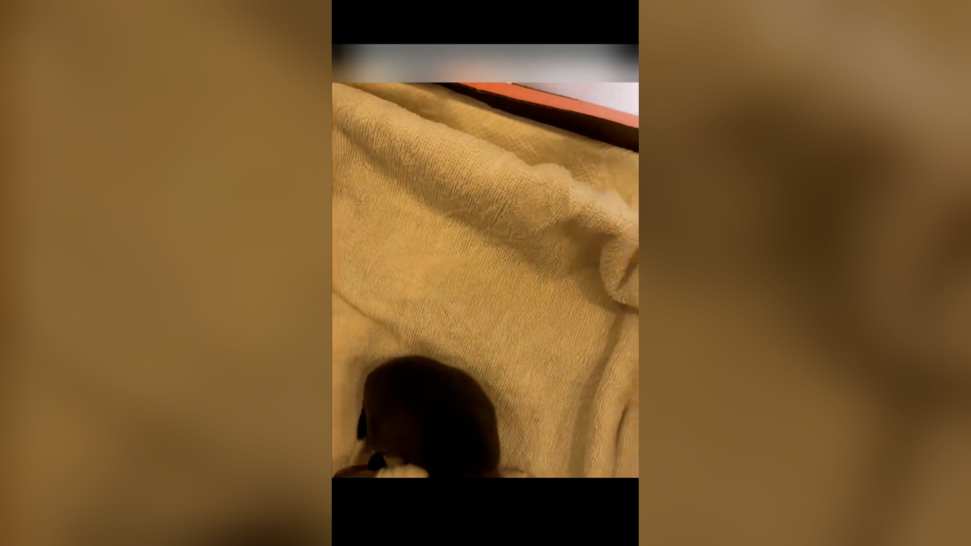 Đ0906003_I found a newborn puppy with the placenta still attached.#rescue #pup..._blurred_part2