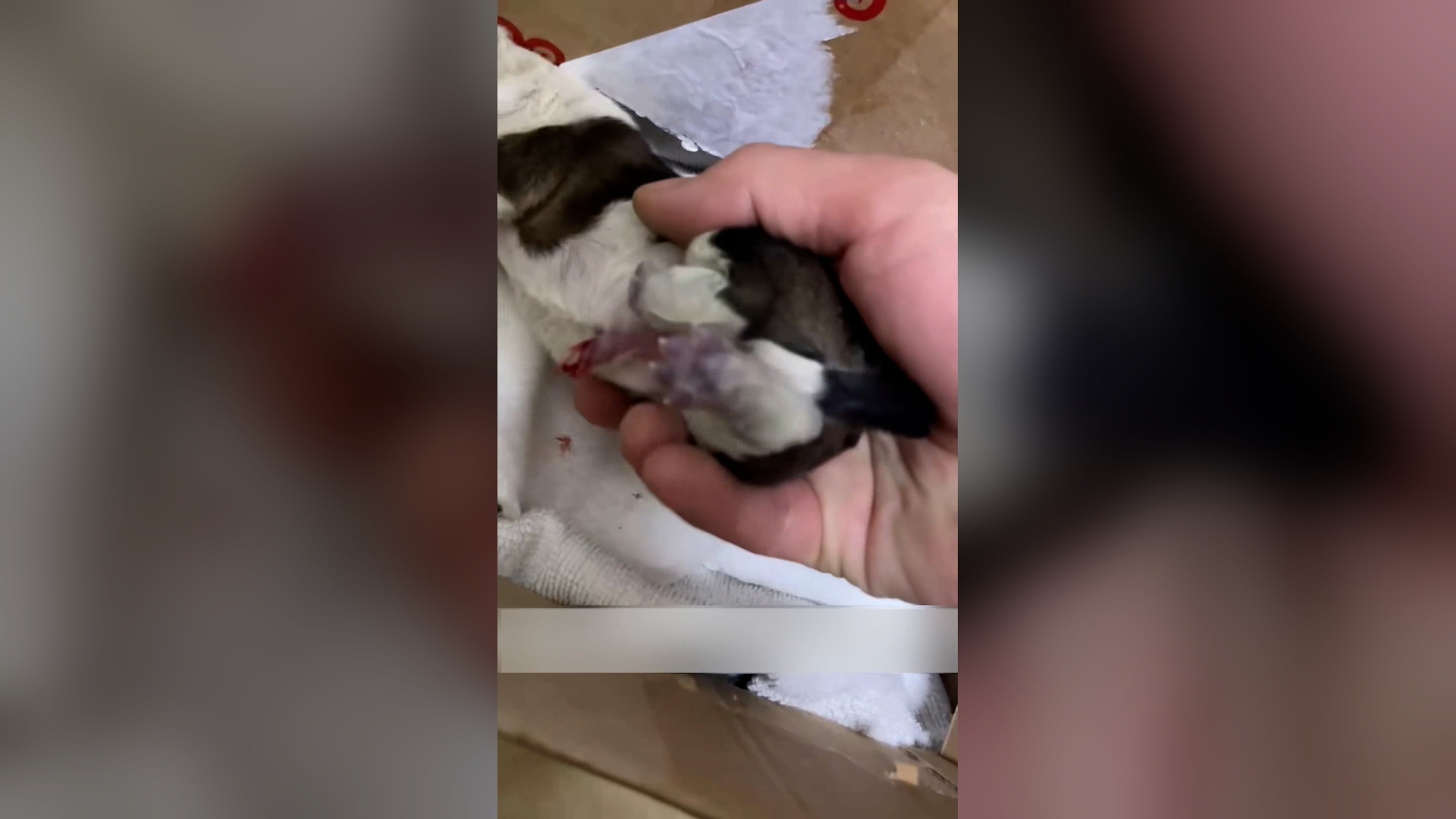 Đ0906002_I found a newborn puppy on the road, and its umbilical cord hadn’t be..._blurred_part2